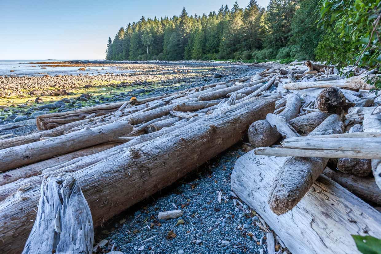 Treibholz am Mussle Beach auf Vancouver Island. Diese Stämme sind kanadischen Flößern im Pazific verloren gegangen / © Foto: Georg Berg