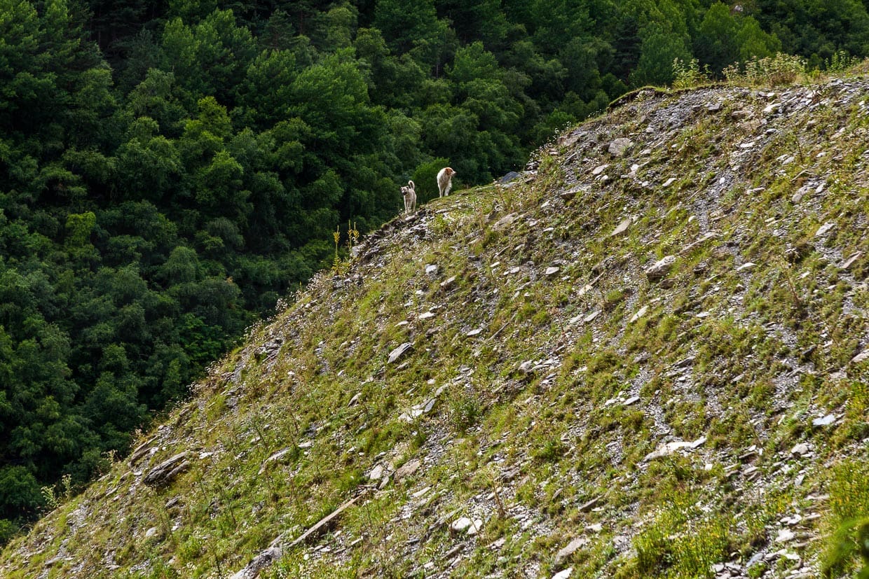Die Begegnung mit Hunden ist für Wanderer in Georgien oft mit erhöhtem Puls verbunden, denn die kaukasischen Hirtenhunde verteidigen ihre Herde äußerst aggressiv auch gegen Wölfe / © Foto: Georg Berg