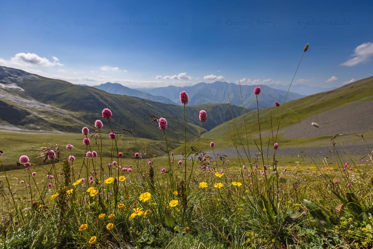 Die Vegtation auf dem Atsunta-Pass in Georgien erblüht 3.400 Meter über dem Meeresspiegel nur wenige Wochen im Jahr. Meistens liegt hier Schnee / © Foto: Georg Berg
