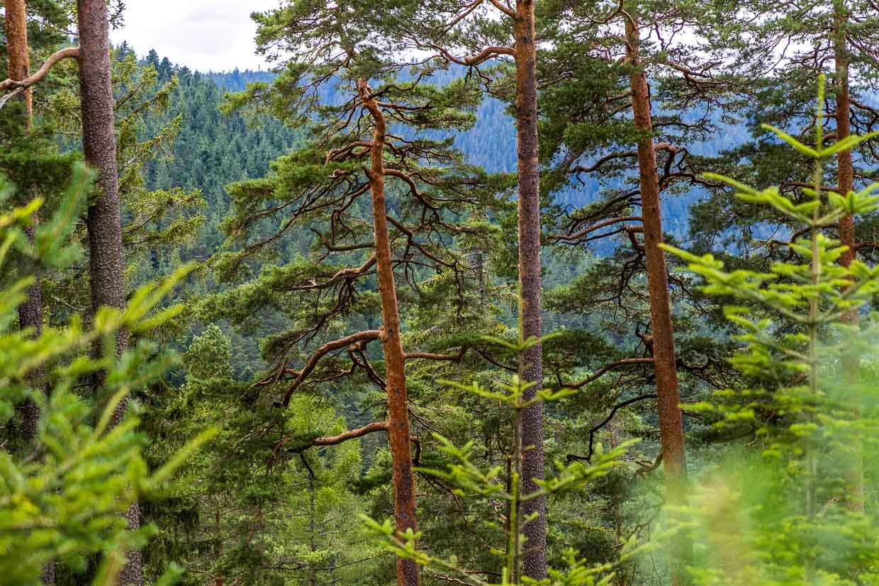 Mischwald aus Fichte, Weißtanne und Buche, ergänzt durch Kiefern.  Diese Baumarten bilden die zentrale natürliche Waldstruktur im Nordschwarzwald / © Foto: Georg Berg