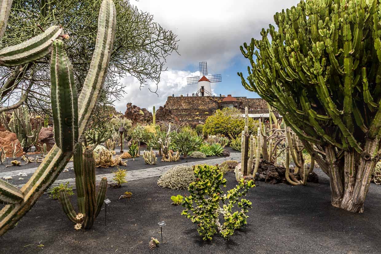 El Jardín de Cactus de Lanzarote alberga unas 4.500 especies de cactus de los cinco continentes. Fue diseñado por César Manrique y está dispuesto en un antiguo vertedero como un anfiteatro en terrazas con muros de piedra de lava / © Foto: Georg Berg